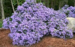 Raydon's Favorite Aromatic Aster (Aster Oblongifolius) - 1 Gallon Pot -Wilson Bros Gardens Shop aster oblongifolium raydons favorite 5