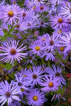 Raydon's Favorite Aromatic Aster (Aster Oblongifolius) - 1 Gallon Pot -Wilson Bros Gardens Shop aster oblongifolium raydons favorite 7
