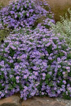 Raydon's Favorite Aromatic Aster (Aster Oblongifolius) - 1 Gallon Pot -Wilson Bros Gardens Shop aster oblongifolium raydons favorite 8