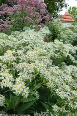 Parasol White Top Aster - 1 Gallon Pot -Wilson Bros Gardens Shop aster umbellatus parasol white top 10