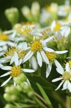 Parasol White Top Aster - 1 Gallon Pot -Wilson Bros Gardens Shop aster umbellatus parasol white top 11