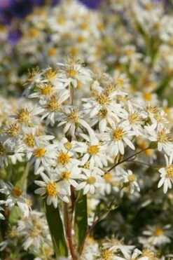 Parasol White Top Aster - 1 Gallon Pot -Wilson Bros Gardens Shop aster umbellatus parasol white top 12