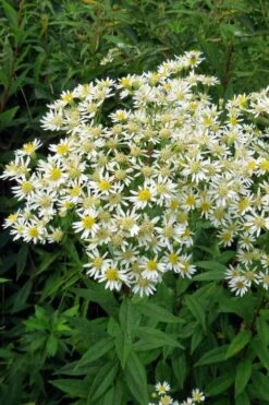 Parasol White Top Aster - 1 Gallon Pot -Wilson Bros Gardens Shop aster umbellatus parasol white top 13