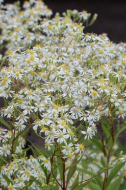 Parasol White Top Aster - 1 Gallon Pot -Wilson Bros Gardens Shop aster umbellatus parasol white top 3