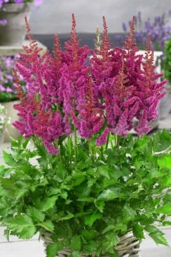 Visions In Red Astilbe - 1 Gallon -Wilson Bros Gardens Shop astilbe visions in red 11