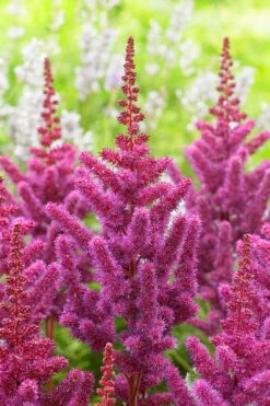 Visions In Red Astilbe - 1 Gallon -Wilson Bros Gardens Shop astilbe visions in red 13