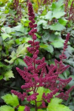 Visions In Red Astilbe - 1 Gallon -Wilson Bros Gardens Shop astilbe visions in red 16
