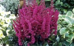 Visions In Red Astilbe - 1 Gallon -Wilson Bros Gardens Shop astilbe visions in red 2 800x500 1