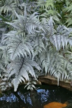 Japanese Painted Fern - 5 Pack Of Quart Pots -Wilson Bros Gardens Shop athyrium niponicum pictum japanese painted fern 101