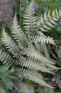 Japanese Painted Fern - 5 Pack Of Quart Pots -Wilson Bros Gardens Shop athyrium niponicum pictum japanese painted fern 103 1