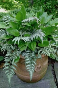 Japanese Painted Fern - 10 Count Flat Of Quart Pots -Wilson Bros Gardens Shop athyrium niponicum pictum japanese painted fern 104 2