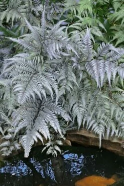 Japanese Painted Fern - 1 Gallon Pot