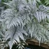 Japanese Painted Fern - 6 Pack Of 1 Gallon Pots