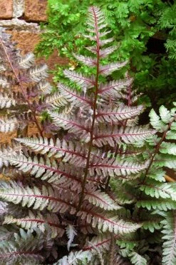 Regal Red Japanese Painted Fern - 1 Gallon Pot -Wilson Bros Gardens Shop athyrium pictum regal red japanese painted fern 11