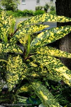 Hosoba Hoshifu Variegated Aucuba (Japanese Laurel) - 3 Gallon Pot