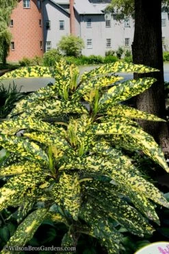 Hosoba Hoshifu Variegated Aucuba (Japanese Laurel) - 1 Gallon Pot -Wilson Bros Gardens Shop aucuba hosoba hoshifu11