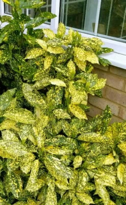 Golden King Aucuba (Male) - 3 Gallon Pot -Wilson Bros Gardens Shop aucuba japonica golden king japanese laurel 1