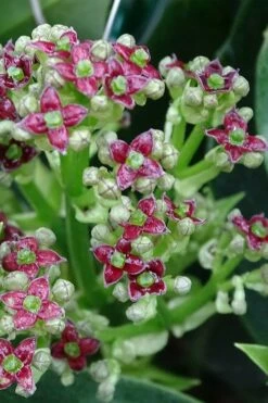 Rozannie Dwarf Aucuba (Japanese Laurel) - 3 Gallon Pot -Wilson Bros Gardens Shop aucuba japonica rozannie japanese laurel 1