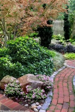 Rozannie Dwarf Aucuba (Japanese Laurel) - 3 Gallon Pot -Wilson Bros Gardens Shop aucuba japonica rozannie japanese laurel 12