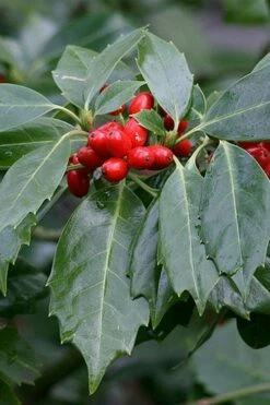 Rozannie Dwarf Aucuba (Japanese Laurel) - 3 Gallon Pot -Wilson Bros Gardens Shop aucuba japonica rozannie japanese laurel 6