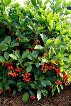 Rozannie Dwarf Aucuba (Japanese Laurel) - 3 Gallon Pot -Wilson Bros Gardens Shop aucuba japonica rozannie japanese laurel 8