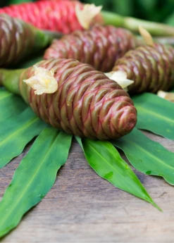 Awapuhi Shampoo Ginger (Zingiber Zerumbet) -Wilson Bros Gardens Shop awapuhi