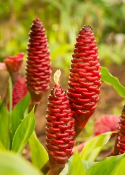 Awapuhi Shampoo Ginger (Zingiber Zerumbet) -Wilson Bros Gardens Shop awapuhi ginger plant sow exotic 1610px X 2250px