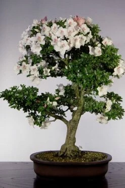 Joga Satsuki Azalea - 2 Gallon Pot -Wilson Bros Gardens Shop azalea 1