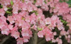 Amy Azalea - 1 Gallon Pot -Wilson Bros Gardens Shop azalea amy 8 1