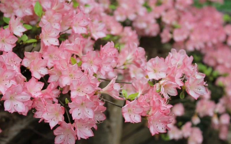 Amy Azalea - 3 Gallon Pot 4 Amy Azalea - 3 Gallon Pot - Image 4