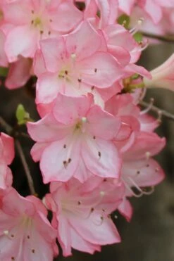 Amy Azalea - 1 Gallon Pot -Wilson Bros Gardens Shop azalea amy 9 1