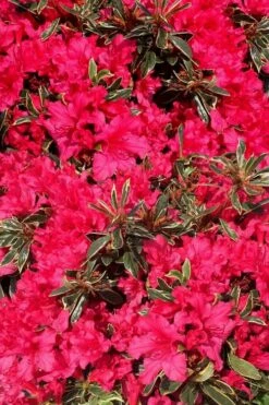 Arctic Rose Azalea - 3 Gallon Pot -Wilson Bros Gardens Shop azalea arctic rose 3