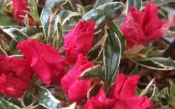 Arctic Rose Azalea - 3 Gallon Pot -Wilson Bros Gardens Shop azalea arctic rose 4