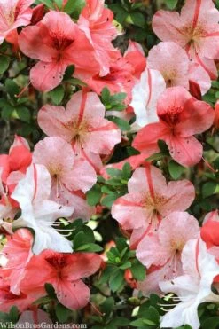Astronaut Azalea - 1 Gallon Pot -Wilson Bros Gardens Shop azalea astronaut 1 1