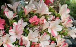 Astronaut Azalea - 3 Gallon Pot -Wilson Bros Gardens Shop azalea astronaut 3 2
