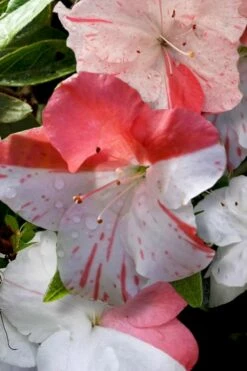 Astronaut Azalea - 2.5 Quart Pot -Wilson Bros Gardens Shop azalea astronaut 4