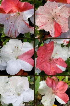 Astronaut Azalea - 2.5 Quart Pot -Wilson Bros Gardens Shop azalea astronaut 5