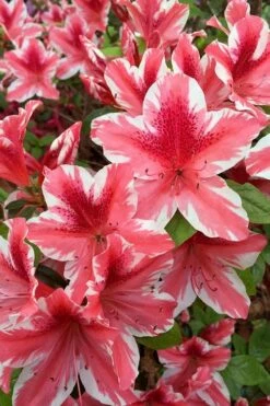 Ben Morrison Azalea - 3 Gallon Pot
