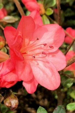 Blaauw's Pink Azalea - 3 Gallon Pot 10 Blaauw's Pink Azalea - 3 Gallon Pot -Wilson Bros Gardens Shop azalea blaauws pink 10