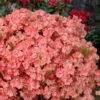Blaauw's Pink Azalea - 3 Gallon Pot