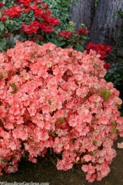 Blaauw's Pink Azalea - 3 Gallon Pot