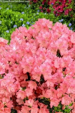 Blaauw's Pink Azalea - 3 Gallon Pot 11 Blaauw's Pink Azalea - 3 Gallon Pot -Wilson Bros Gardens Shop azalea blaauws pink 4