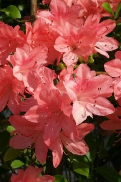 Blaauw's Pink Azalea - 3 Gallon Pot 9 Blaauw's Pink Azalea - 3 Gallon Pot -Wilson Bros Gardens Shop azalea blaauws pink 6