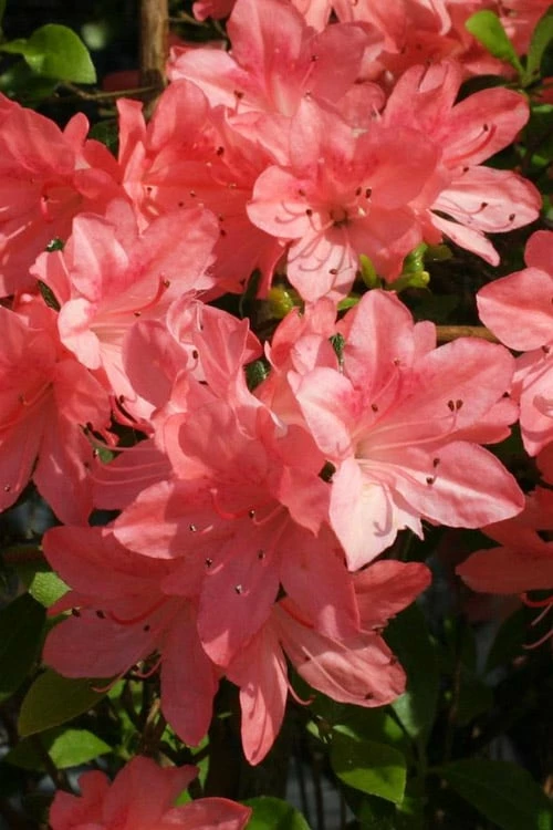 Blaauw's Pink Azalea - 3 Gallon Pot 4 Blaauw's Pink Azalea - 3 Gallon Pot - Image 4