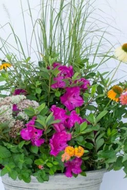 Echo Bloom 'N Again Azalea - 2 Gallon Pot -Wilson Bros Gardens Shop azalea bloom n again augusta echo 4