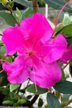 Echo Bloom 'N Again Azalea - 2 Gallon Pot -Wilson Bros Gardens Shop azalea bloom n again augusta echo 7