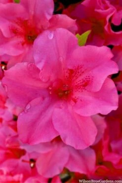 Pink Explosion Bloom 'N Again Azalea - 2 Gallon Pot -Wilson Bros Gardens Shop azalea bloom n again pink explosion 12