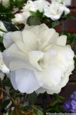 Snowball Bloom 'N Again Azalea - 2 Gallon Pot 9 Snowball Bloom 'N Again Azalea - 2 Gallon Pot -Wilson Bros Gardens Shop azalea bloom n again snowball 13