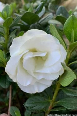 Snowball Bloom 'N Again Azalea - 2 Gallon Pot 11 Snowball Bloom 'N Again Azalea - 2 Gallon Pot -Wilson Bros Gardens Shop azalea bloom n again snowball 14