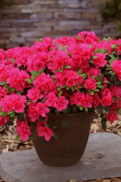 Canzonetta Azalea - 1 Gallon Pot -Wilson Bros Gardens Shop azalea canzonetta 3